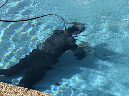 When Should You Call for Emergency Pool Repair in Pasadena, CA & El Monte?